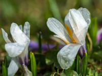 Makroblick auf offene weiße Krokusblüte